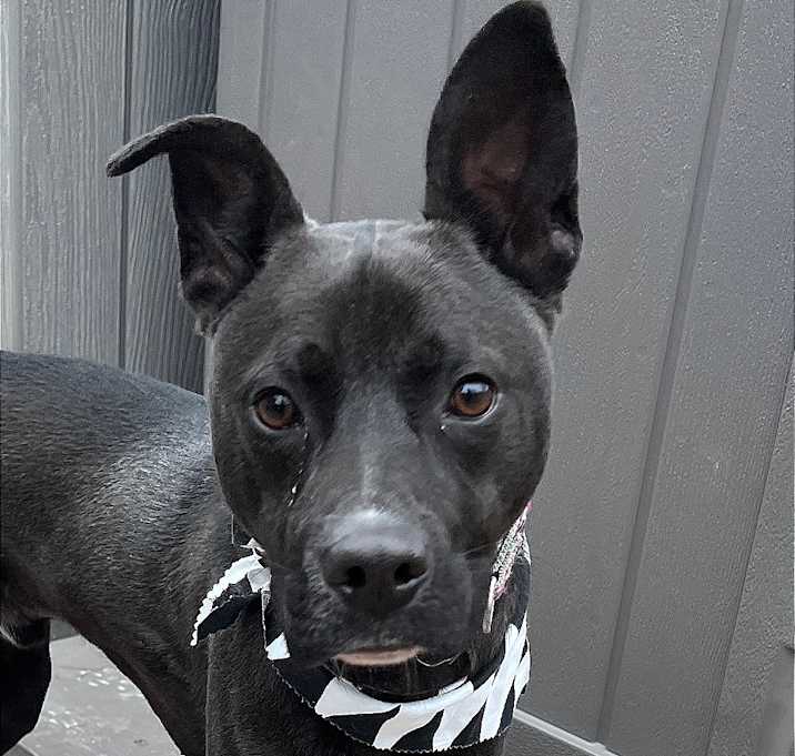 Photo of Ollie *ADOPTION SPECIAL*