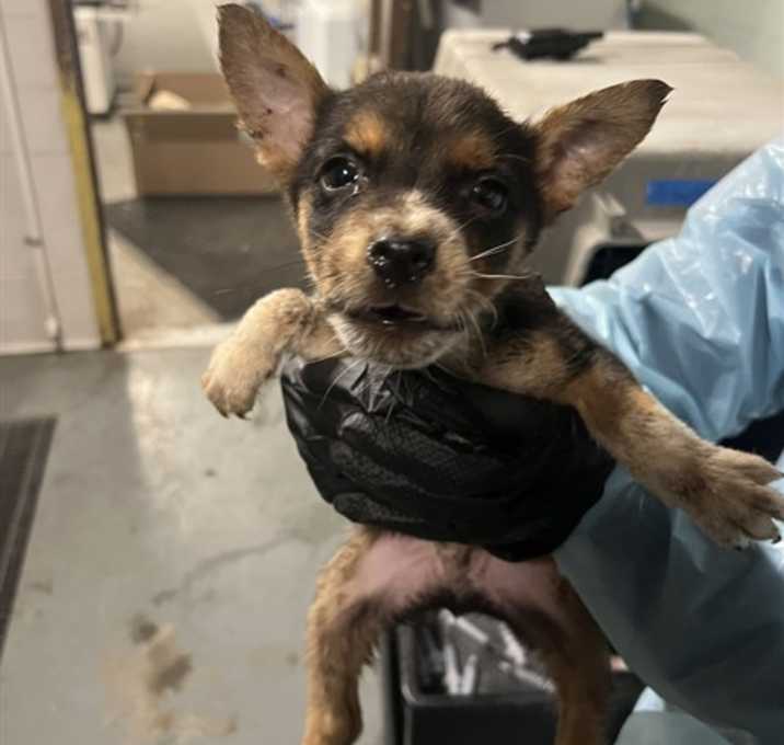 Photo of CHERRY BOMB