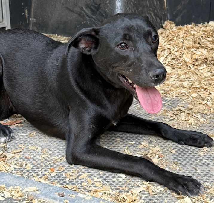 Photo of Don José litter- Brownie