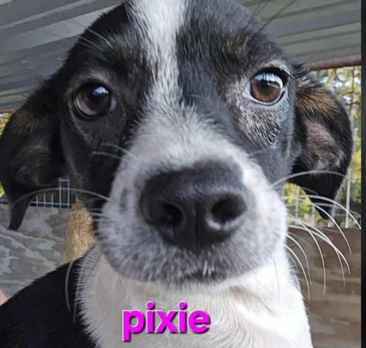 Photo of Pixie in TX