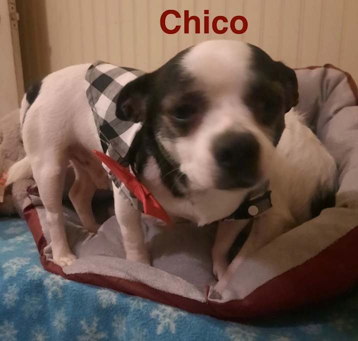 Photo of Chico