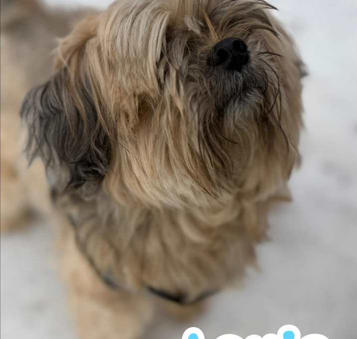 Photo of Louie SHITZU