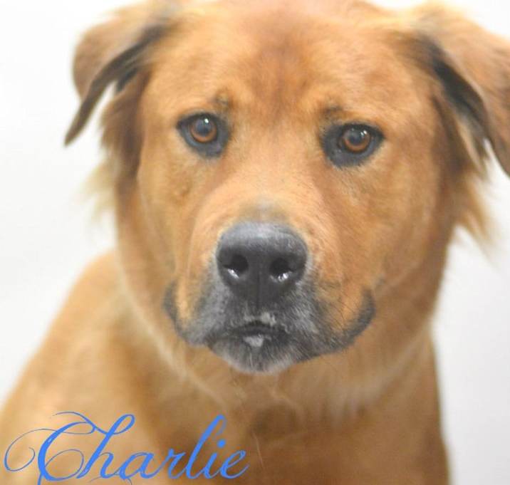 Photo of Charlie