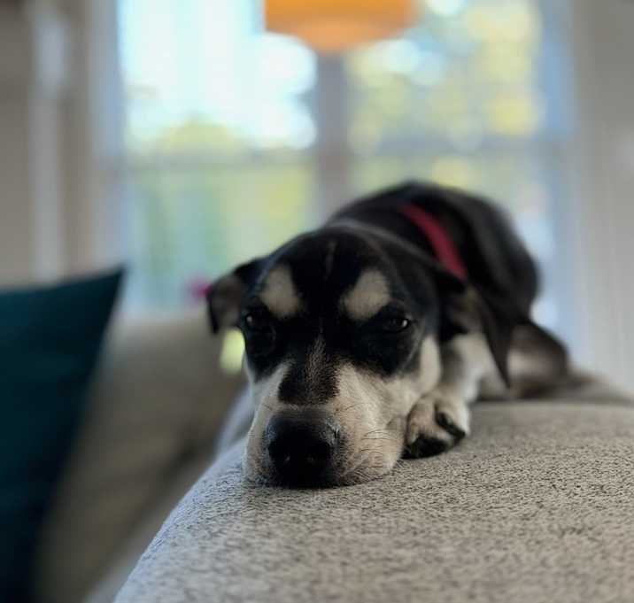 Photo of Jolie - She is pure Joy!