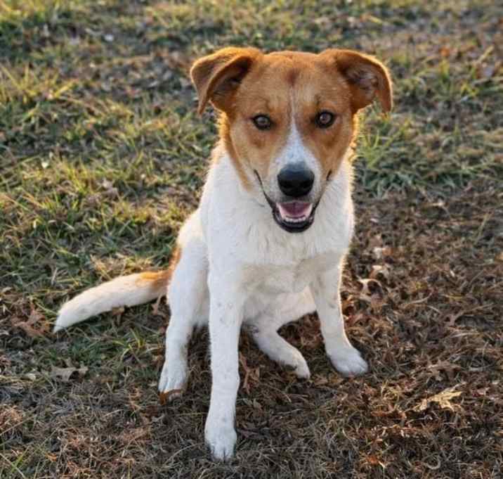 Photo of Poppy - The Chore & Cuddle Companion