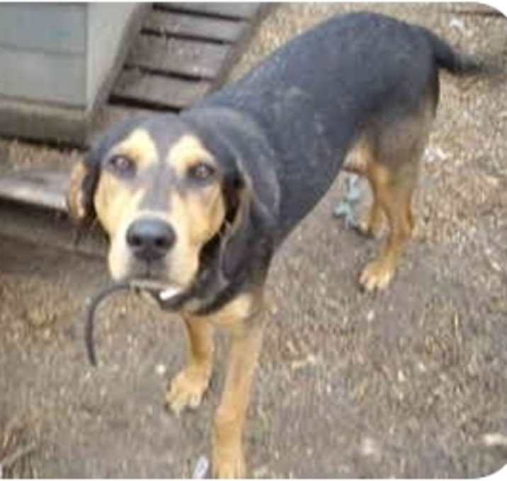 Photo of Brandy