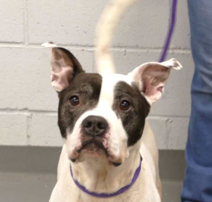 Photo of Onyx (courtesy post)