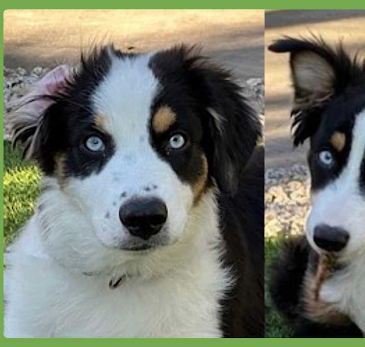 Photo of Bodhi and Skye