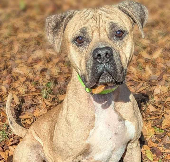 Photo of Silly Goose