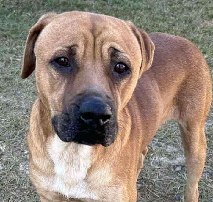 Photo of BUDDY/URGENT