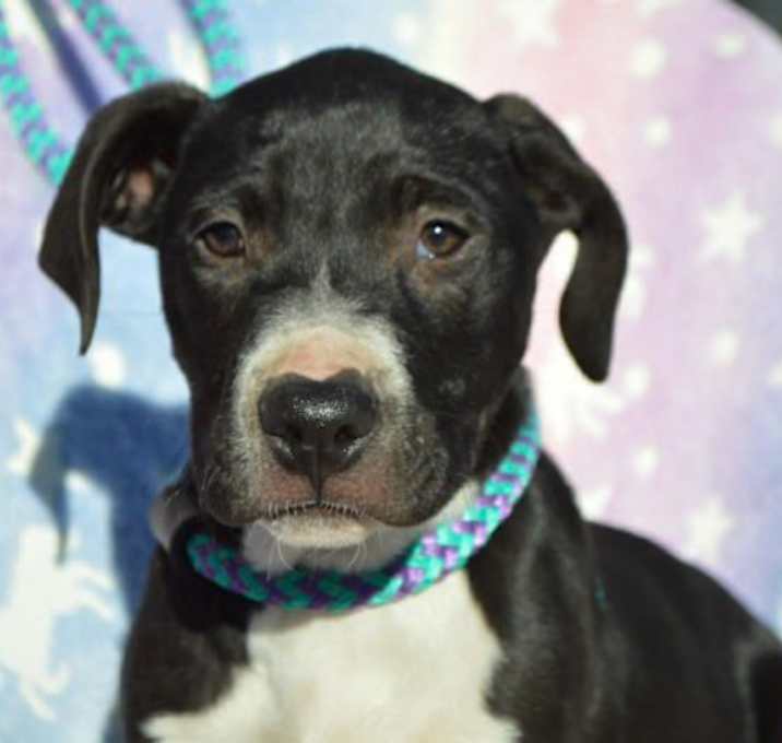 Photo of BUTTERS/URGENT