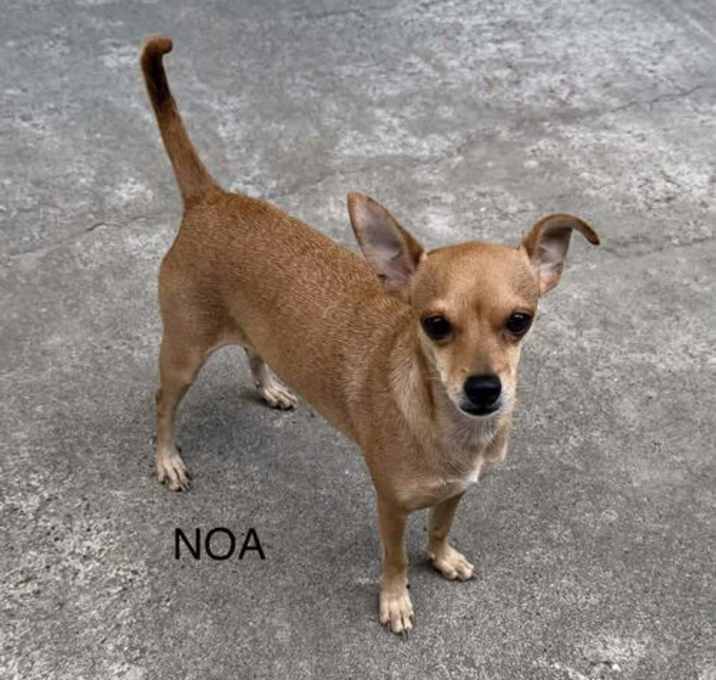 Photo of Noah *Arriving 1/10*