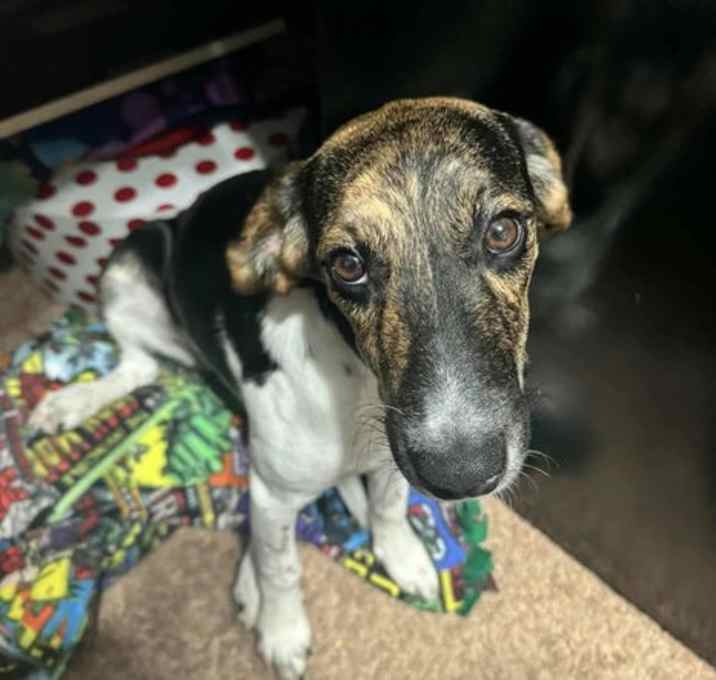 Photo of Ladybug *Arriving 1/10*