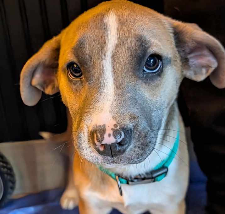 Photo of Nesta RR UT