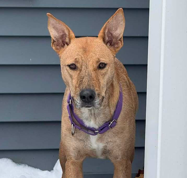 Photo of CT Estrella (Fostered in Eastford, CT)