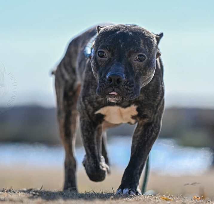 Photo of Odie (formerly Dasher) 