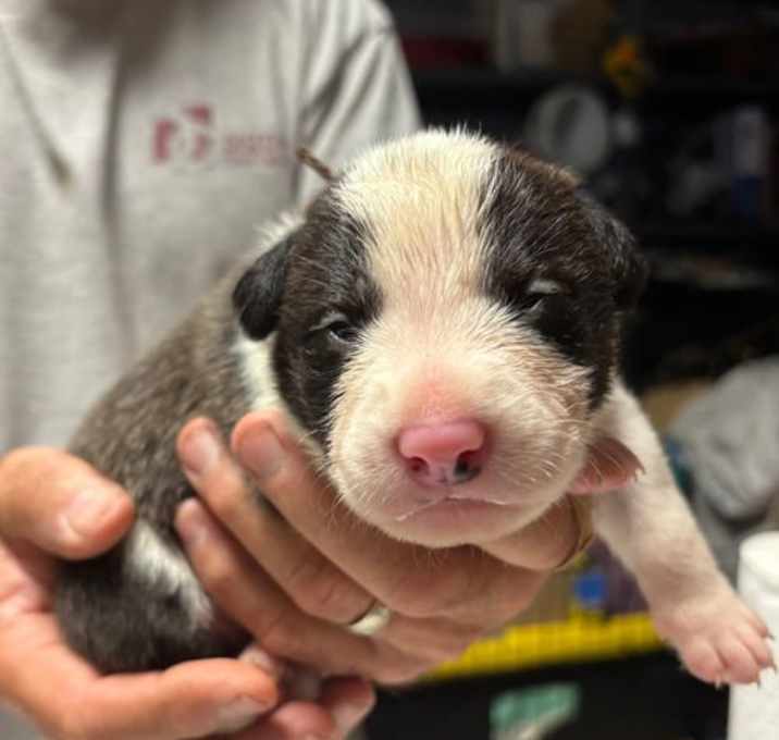 Photo of Tallulah’s Tinsels - Boots