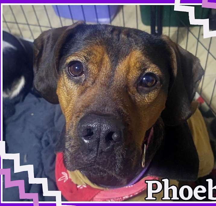 Photo of Phoebe - Available Jan 6th