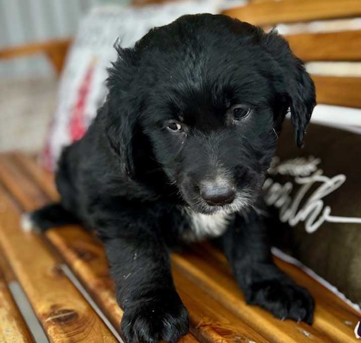 Photo of Kevin McFluffkin (1-24)