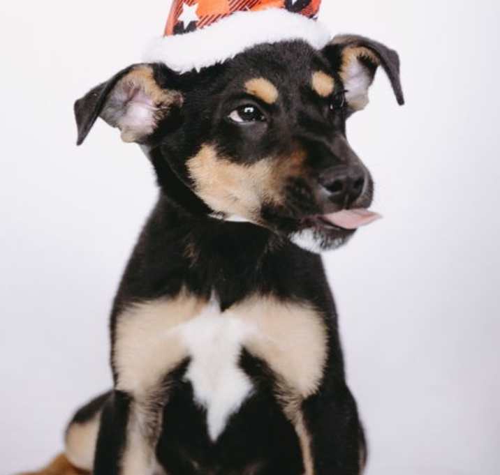 Photo of Ollie *Arriving 1/10*