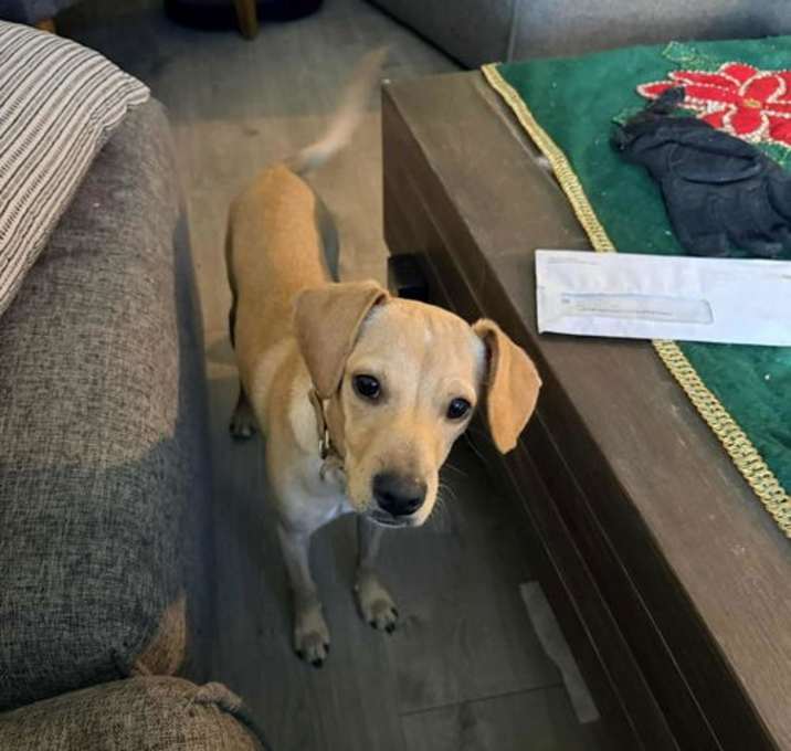 Photo of Coco *Arriving 1/10*