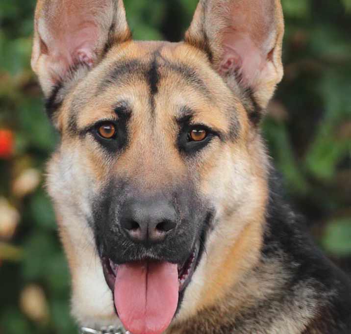 Photo of Brando von Borod