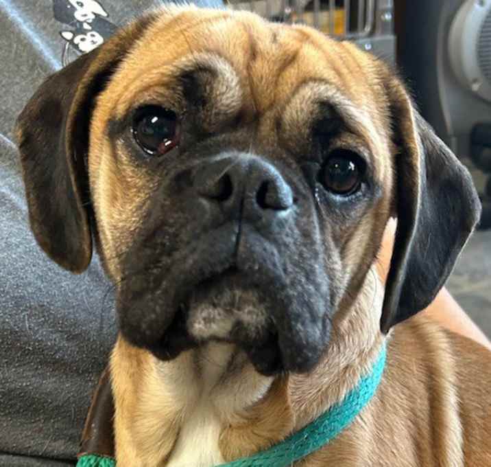 Photo of Toby the Puggle!