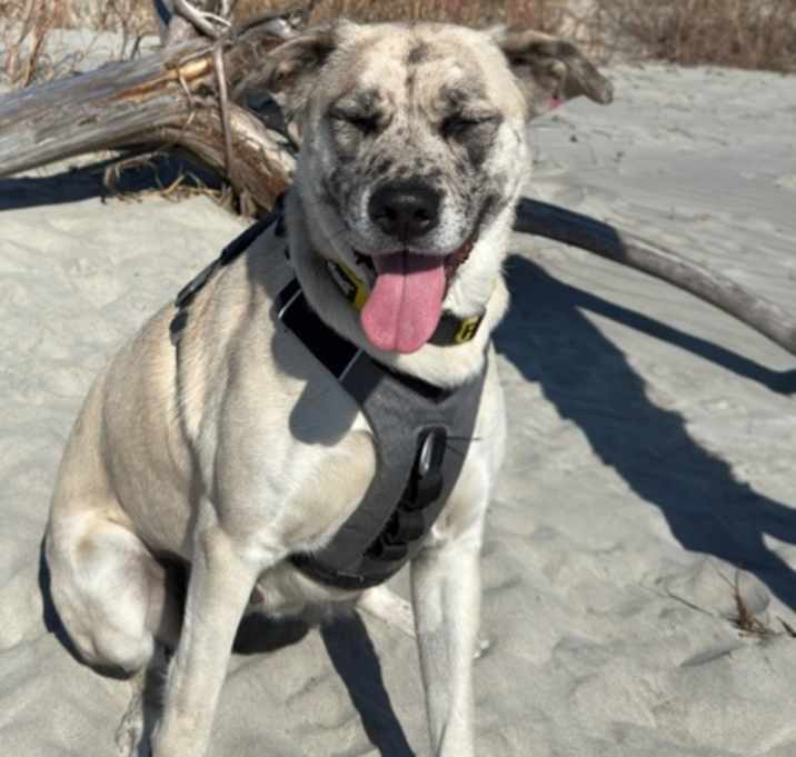 Photo of 86861A Surrey - Adoption Ambas