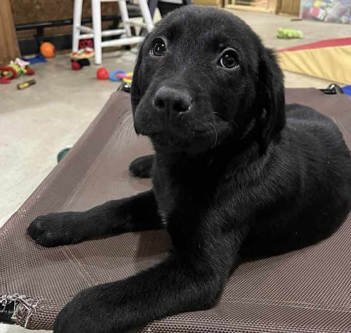 Photo of Mellow (Easy Going Litter)