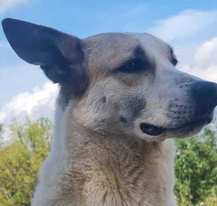 Photo of Dice (Lebanon) nt