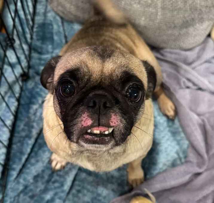 Photo of Mama Star (Étolie)