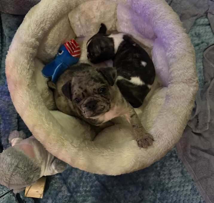 Photo of Renard Royale