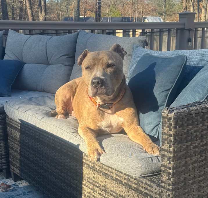 Photo of Melo (In Foster)