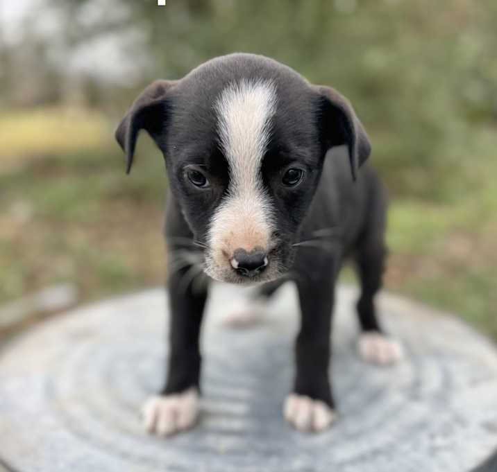 Photo of Piper Adoption Pending