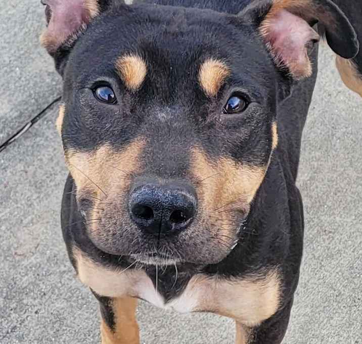 Photo of Daphne! Petite Tripod Girl!