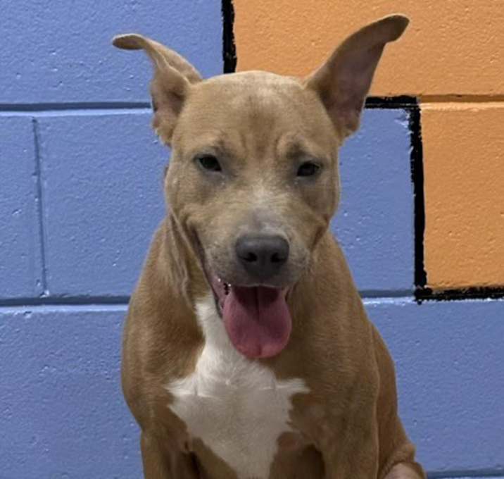 Photo of NOVA/URGENT