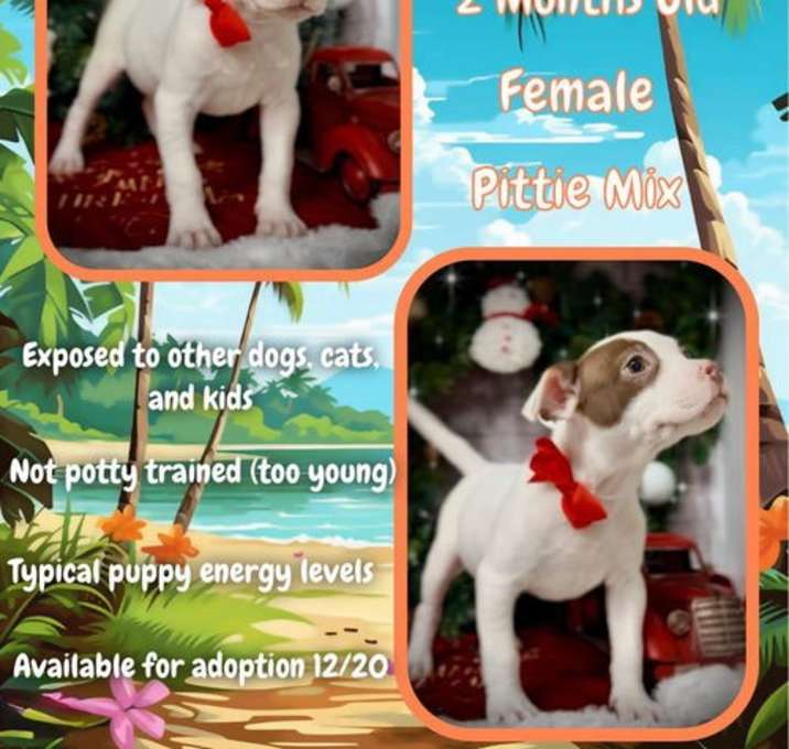 Photo of Lilo - Ohana