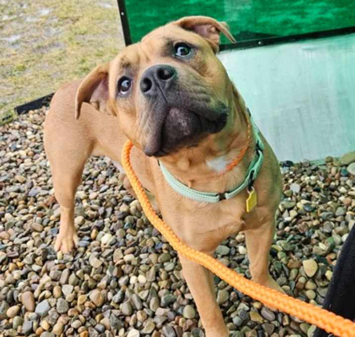 Photo of Chucky V 57