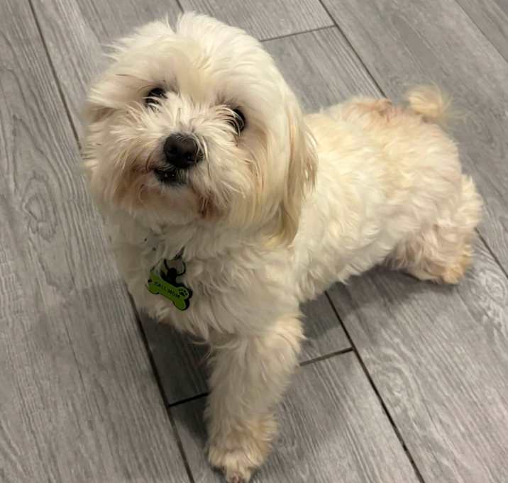 Photo of Jingle Provac