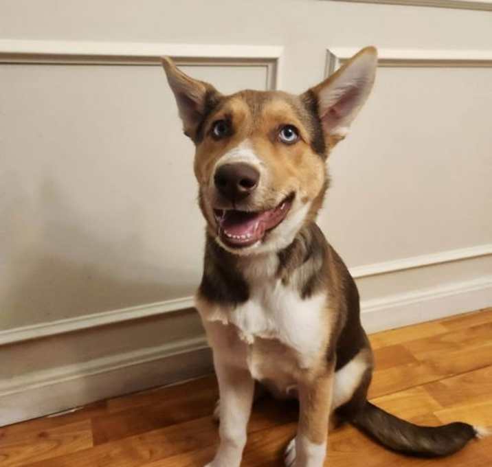 Photo of Cookie (Rehoming Fee $100)