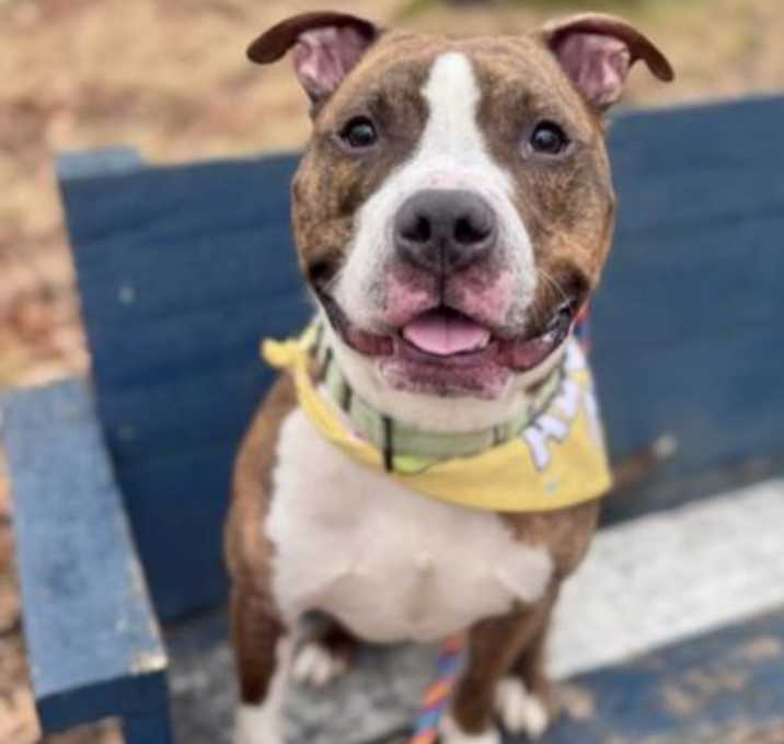 Photo of Pecan Pie (Laser Tag 4)