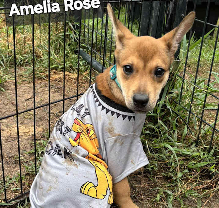 Photo of Amelia Rose 