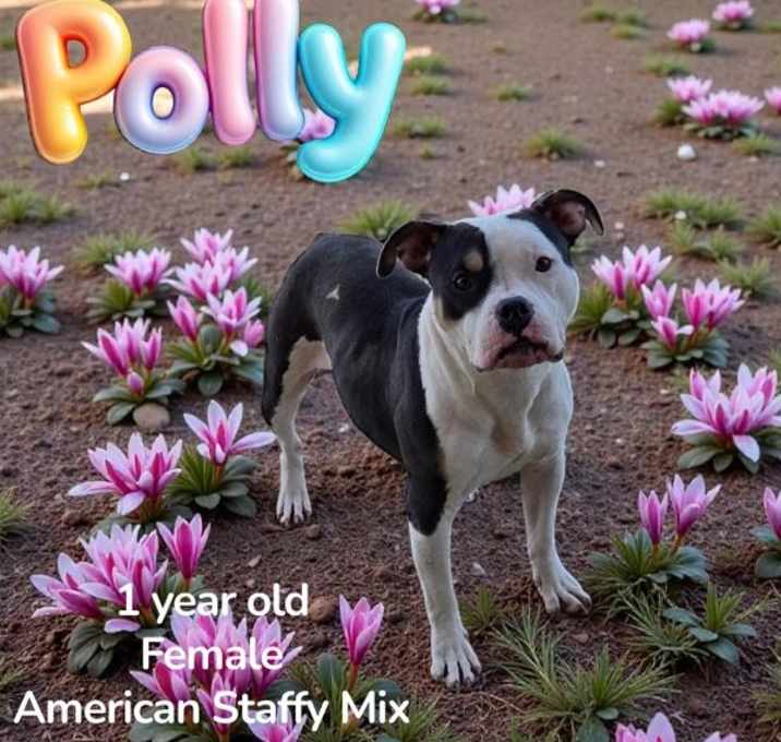 Photo of Polly