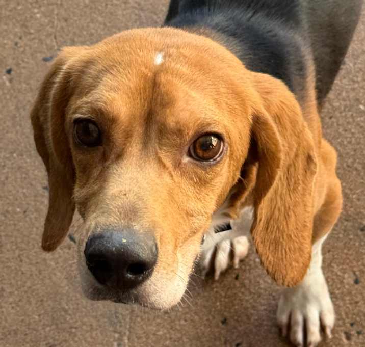 Photo of Banjo 22043