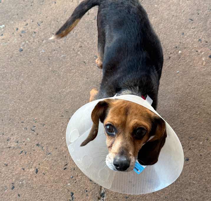 Photo of Betsy 22052