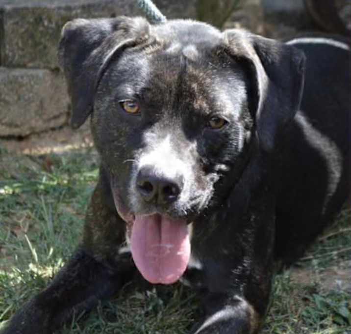 Photo of LEVI/URGENT