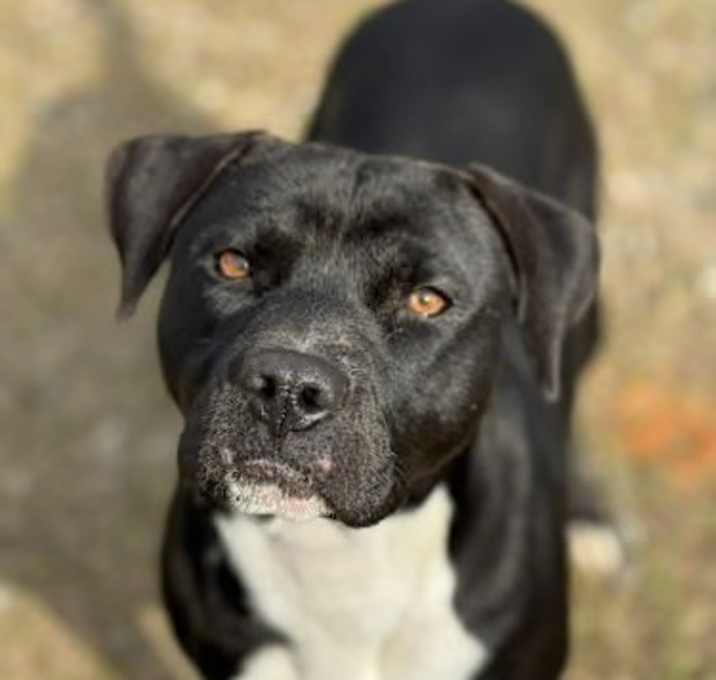 Photo of DEPUTY BLACKBERRY/URGENT