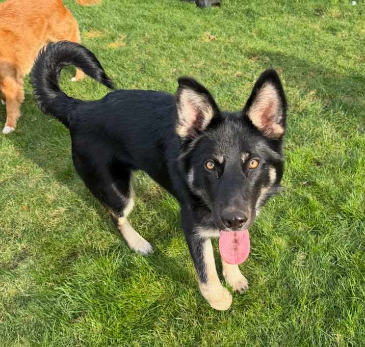Photo of Arya, a gorgeous GSD pup!
