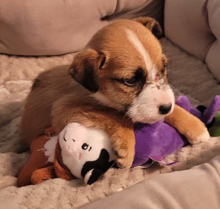 Photo of Elaine *adoption pending*