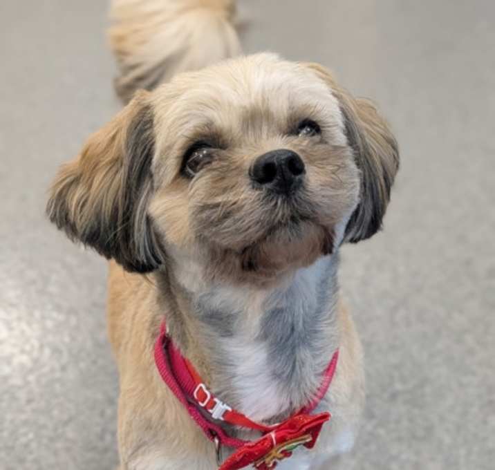 Photo of Riley (Bonded to Twain)